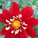 Dahlia x 'Eos' fleur